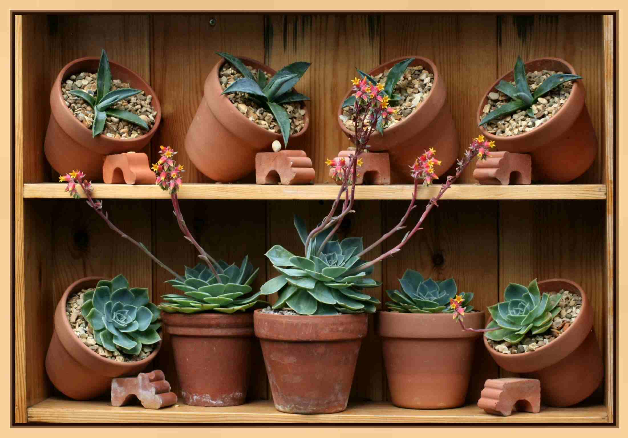 flowerpots 317788 1898