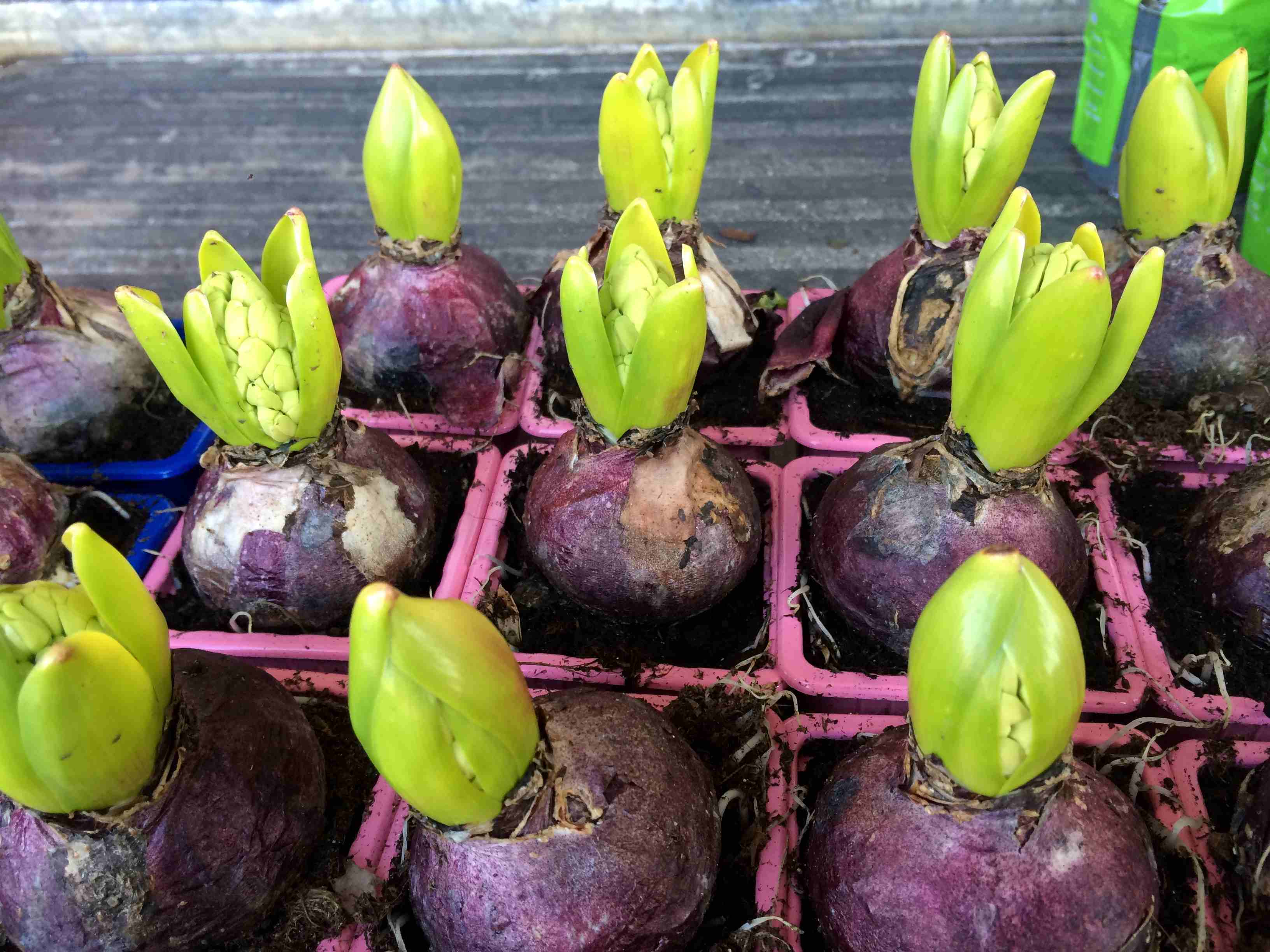 hyacinth 1231250 1899