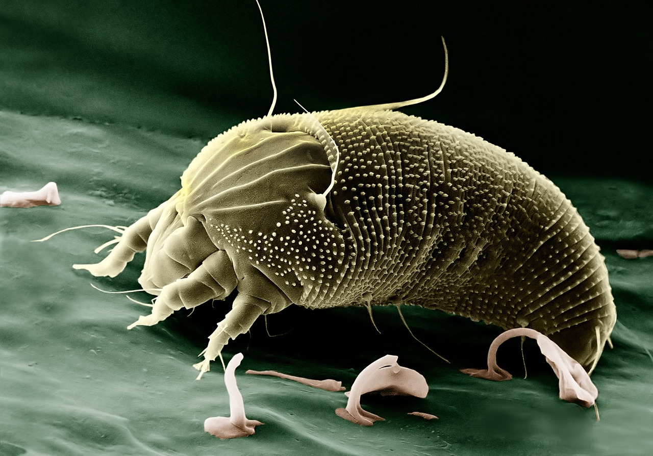 stavebnictvoabyvanie prach alergia 1