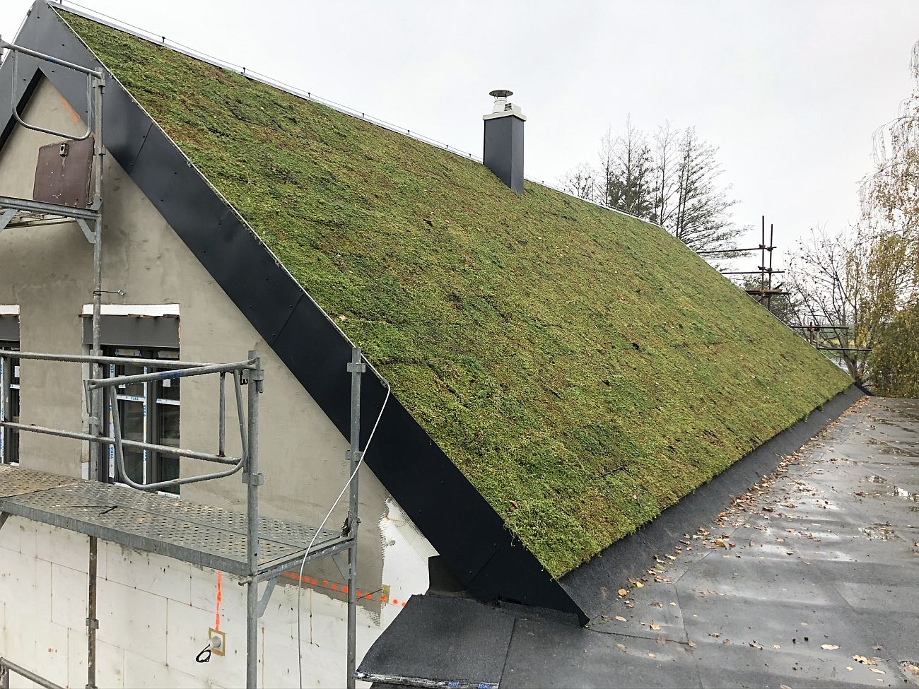 ecosedum6