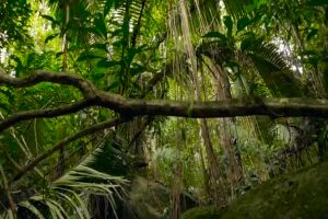 depositphotos 212996190 stock video jungle landscape exotic asia woods