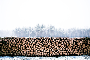 timber