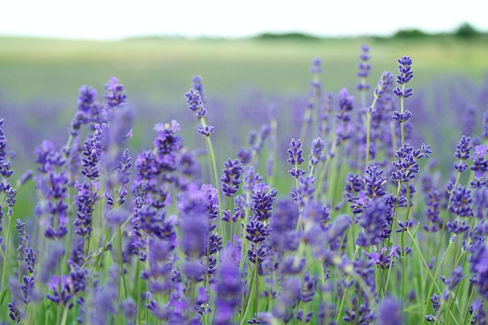 fialova levandula unsplash