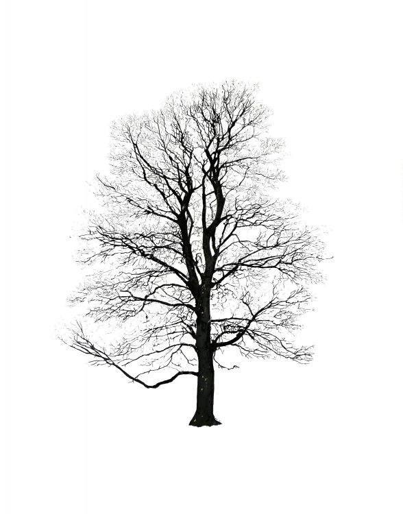 tree winter magis zima obraz strom tree winter magis zima obraz strom