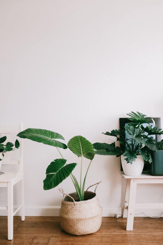 kvetinac pexels kvetinac pexels
