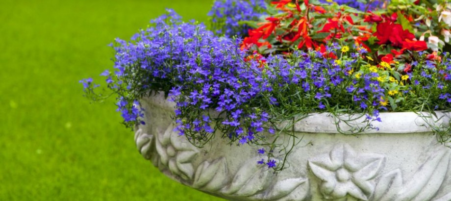 garden