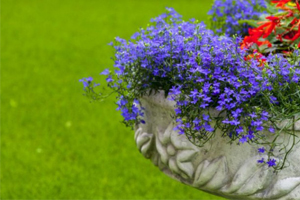 gardentitle