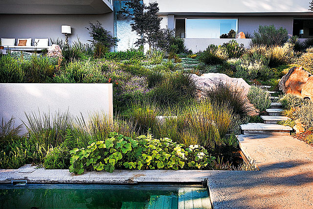 062-Fynbos_garden_and_regeneration_zone